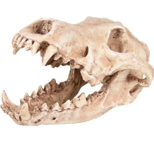 animalsapiens-456324