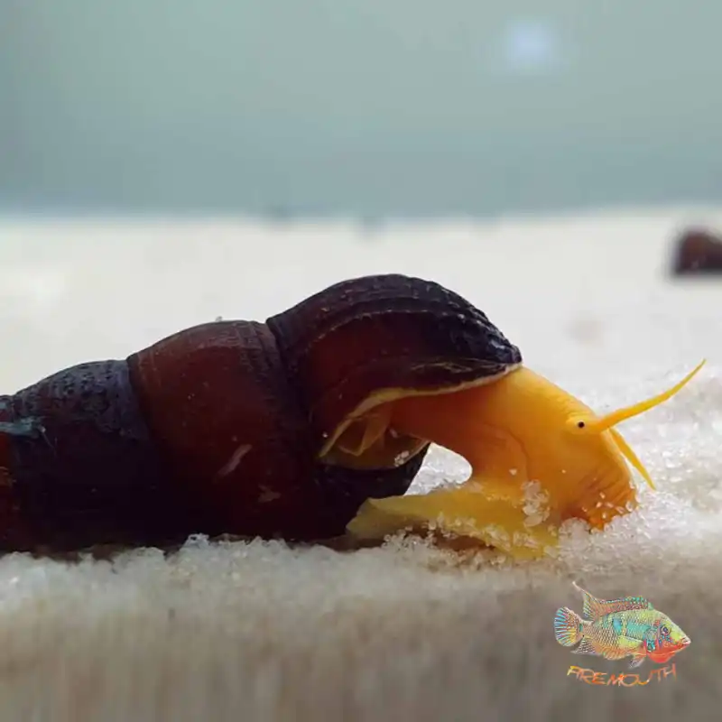 cosmeticosveganosmascotas-447811