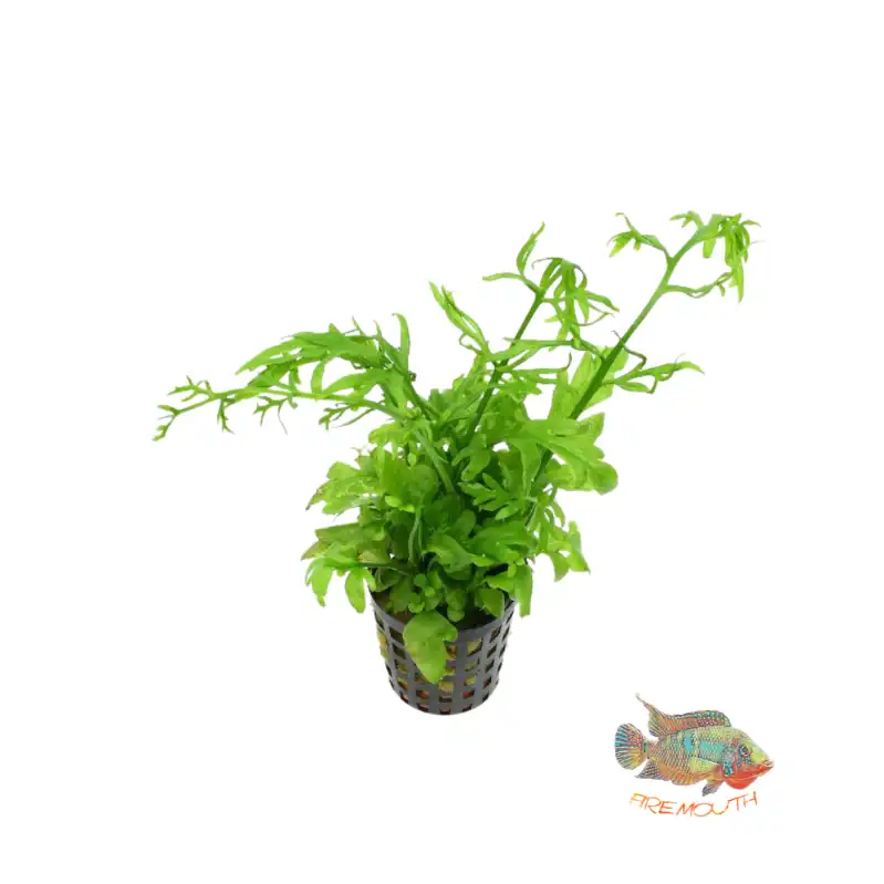 cosmeticosveganosmascotas-449123