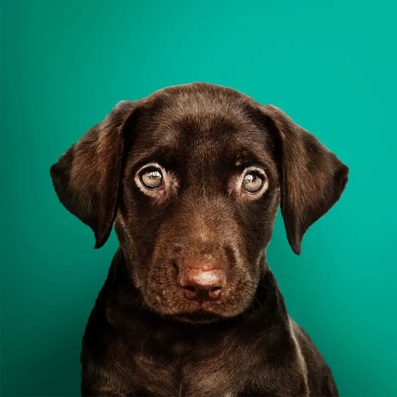 cosmeticosveganosmascotas-449443