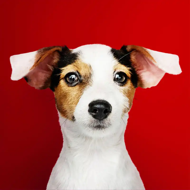 cosmeticosveganosmascotas-449526
