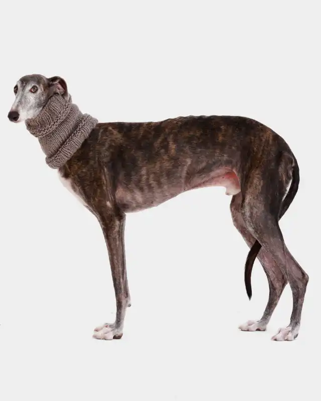 cosmeticosveganosmascotas-449866