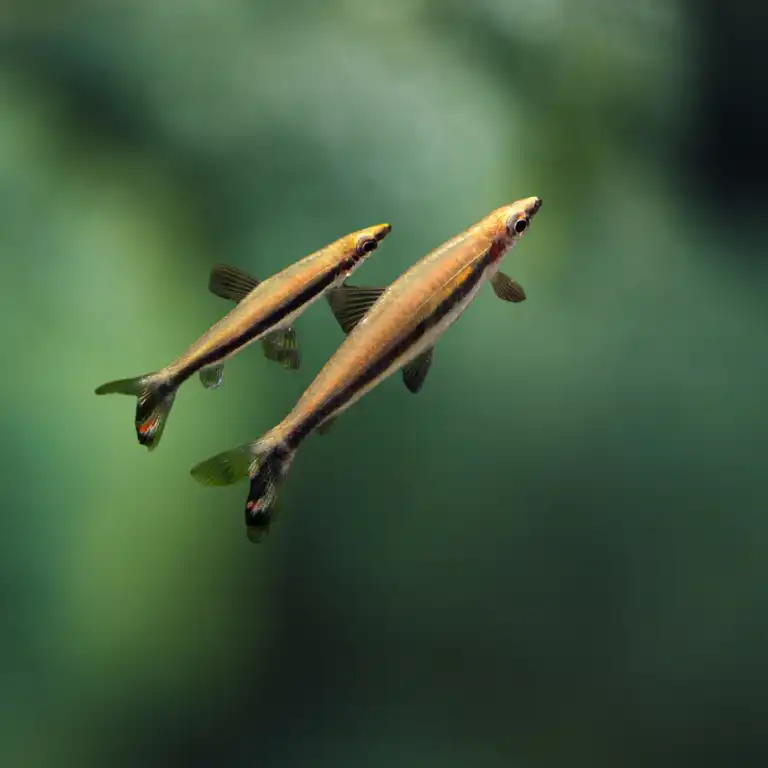 cosmeticosveganosmascotas-450709