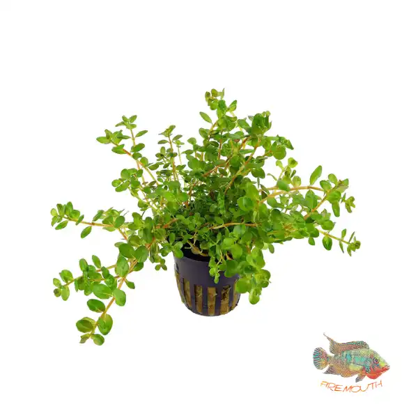 cosmeticosveganosmascotas-450933