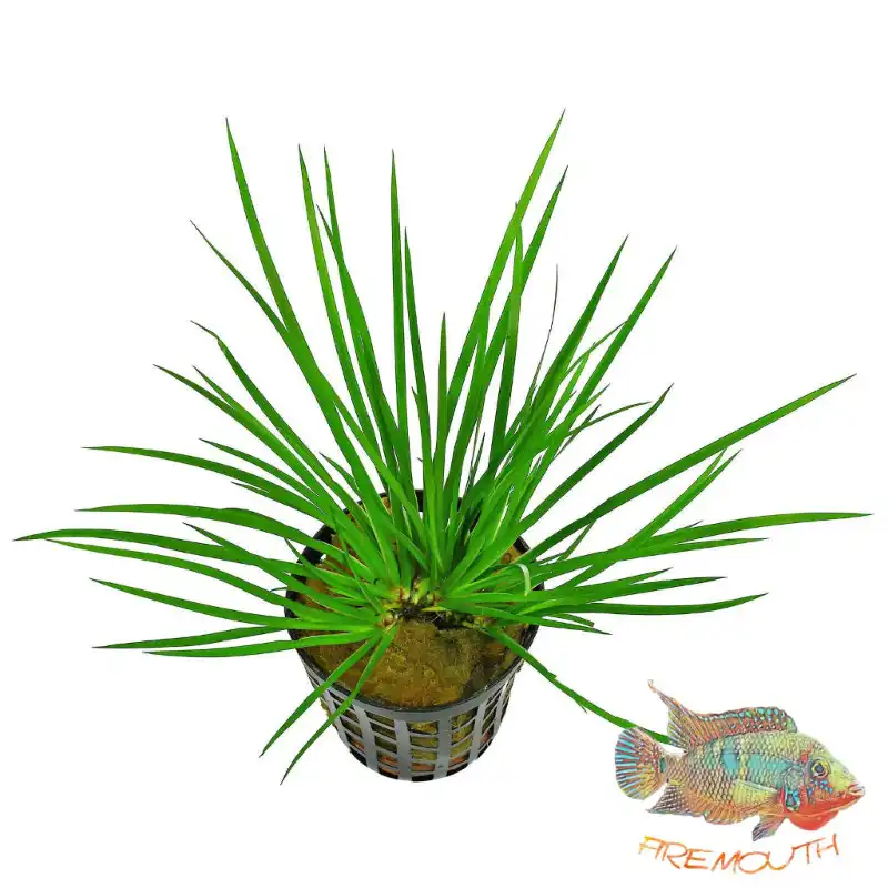 cosmeticosveganosmascotas-451370