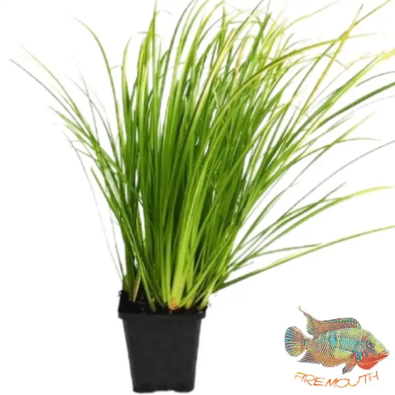 cosmeticosveganosmascotas-451389