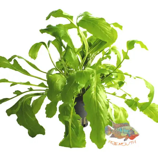 cosmeticosveganosmascotas-451431