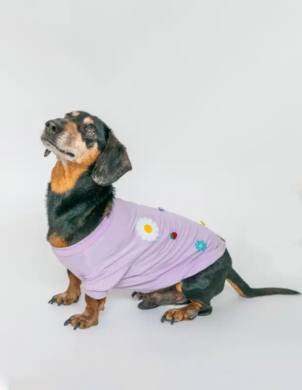 cosmeticosveganosmascotas-456174