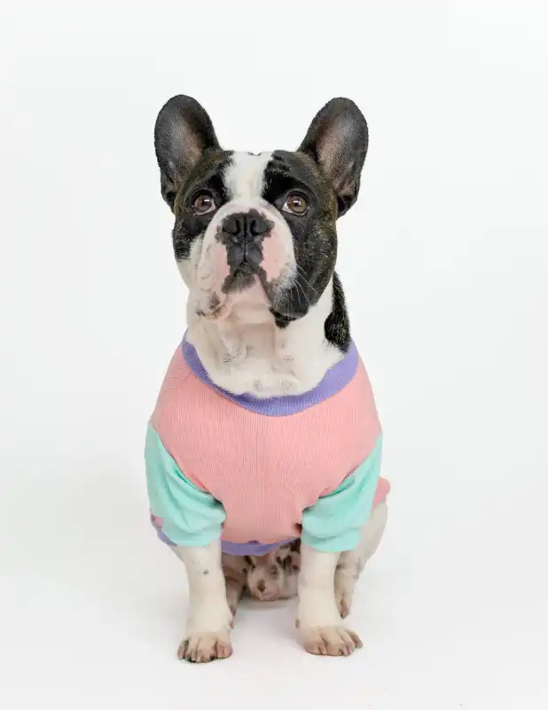 cosmeticosveganosmascotas-456183