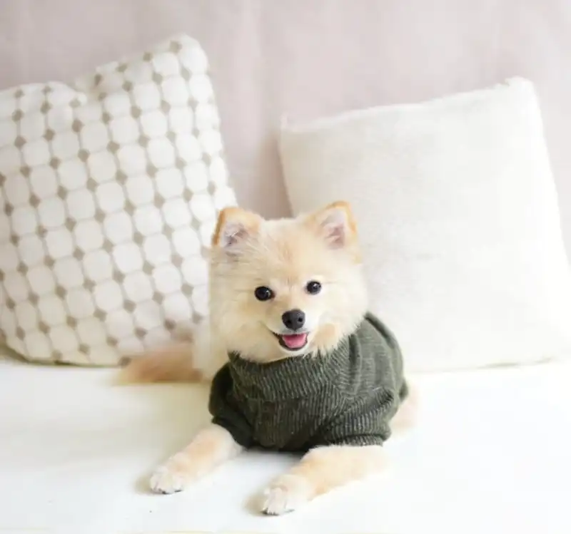 cosmeticosveganosmascotas-456401