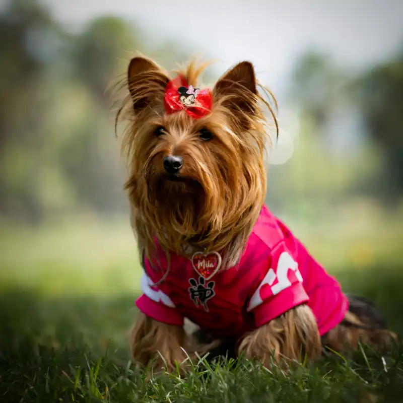 cosmeticosveganosmascotas-480040