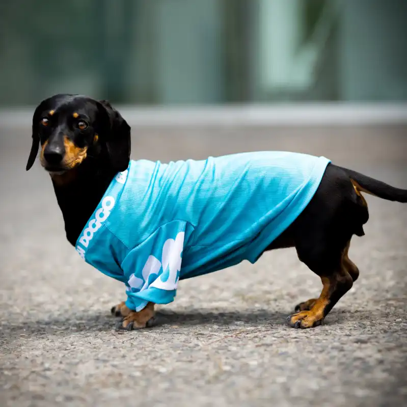 cosmeticosveganosmascotas-480044