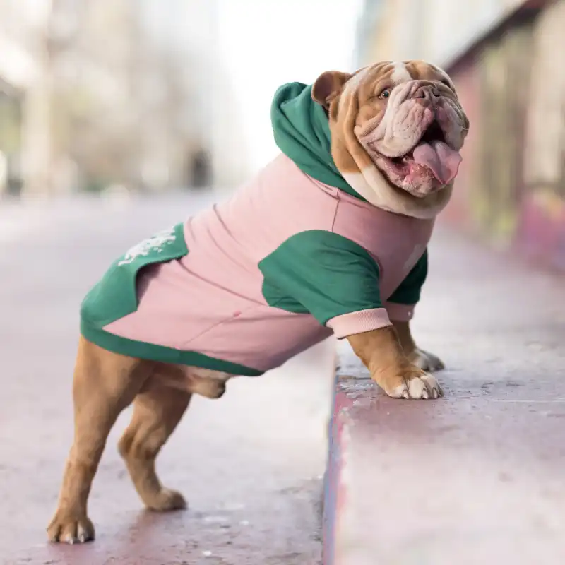 cosmeticosveganosmascotas-480109