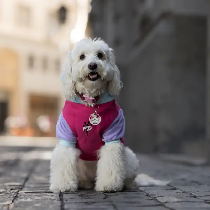 cosmeticosveganosmascotas-480112