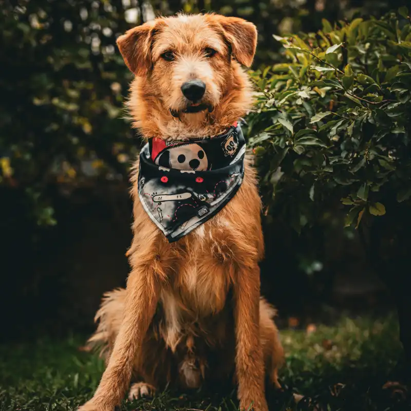 cosmeticosveganosmascotas-480116