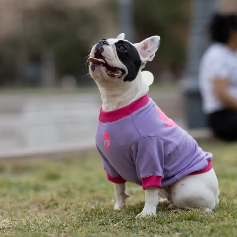 cosmeticosveganosmascotas-480125