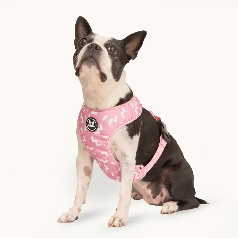 cosmeticosveganosmascotas-480239