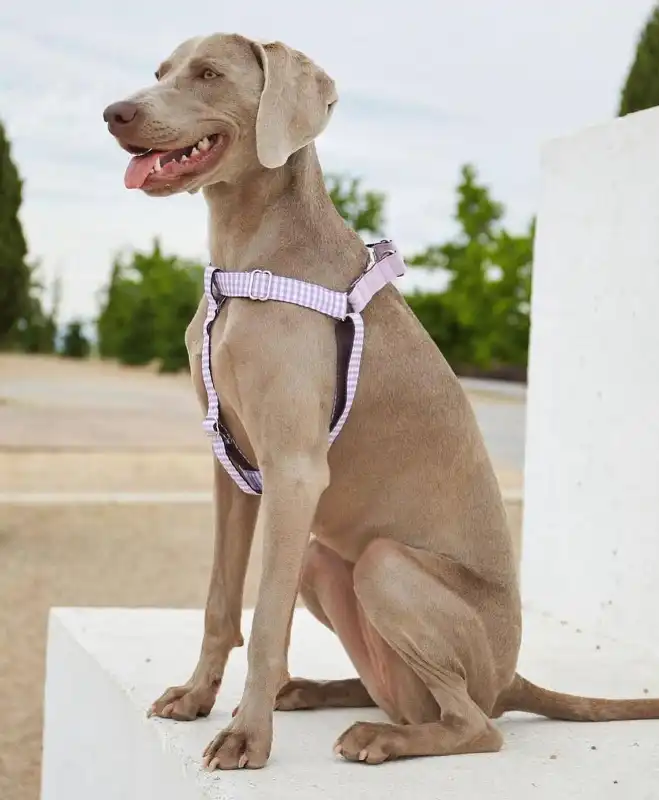 cosmeticosveganosmascotas-489394