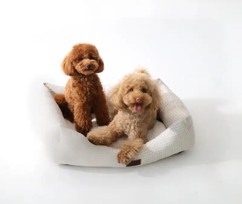 cosmeticosveganosmascotas-489631