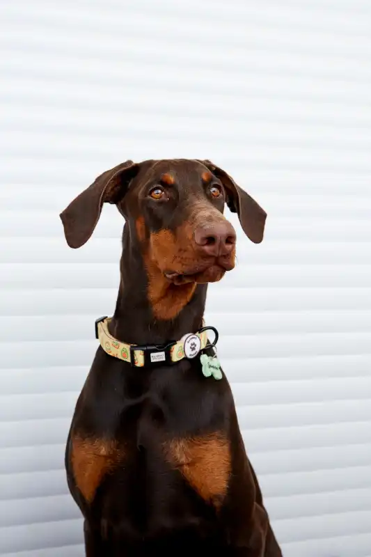 cosmeticosveganosmascotas-489764