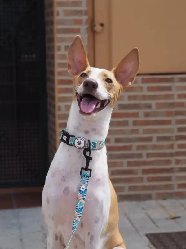 cosmeticosveganosmascotas-489765