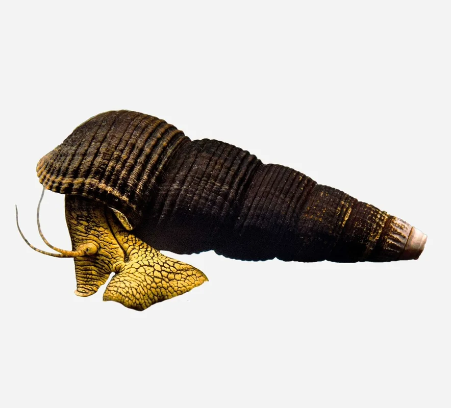 lanuevagranja-494738