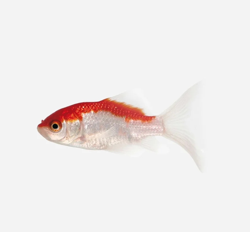 lanuevagranja-495326