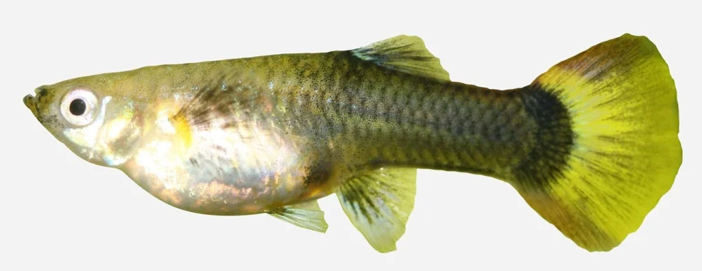 lanuevagranja-496089