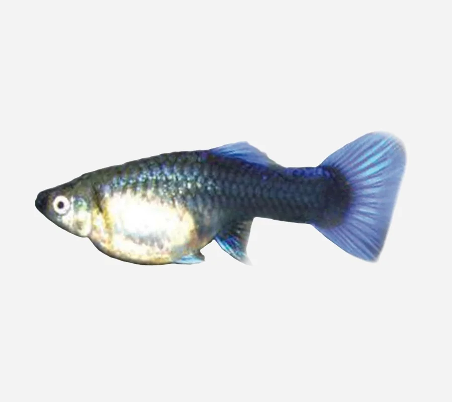lanuevagranja-496090