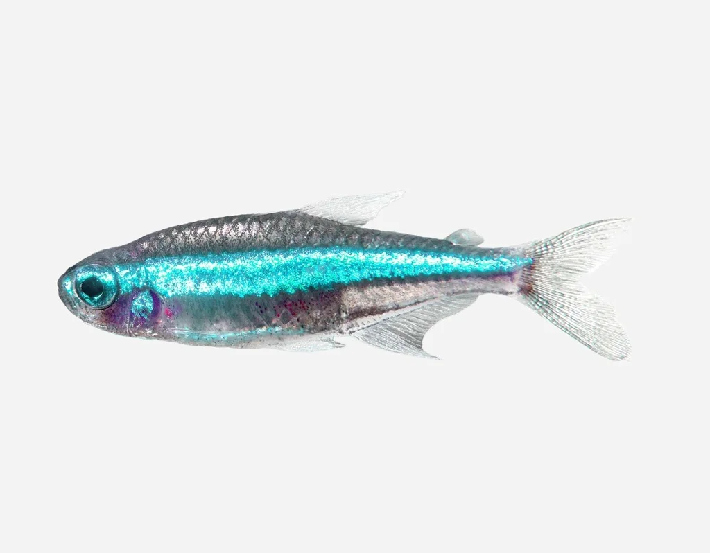 lanuevagranja-497011