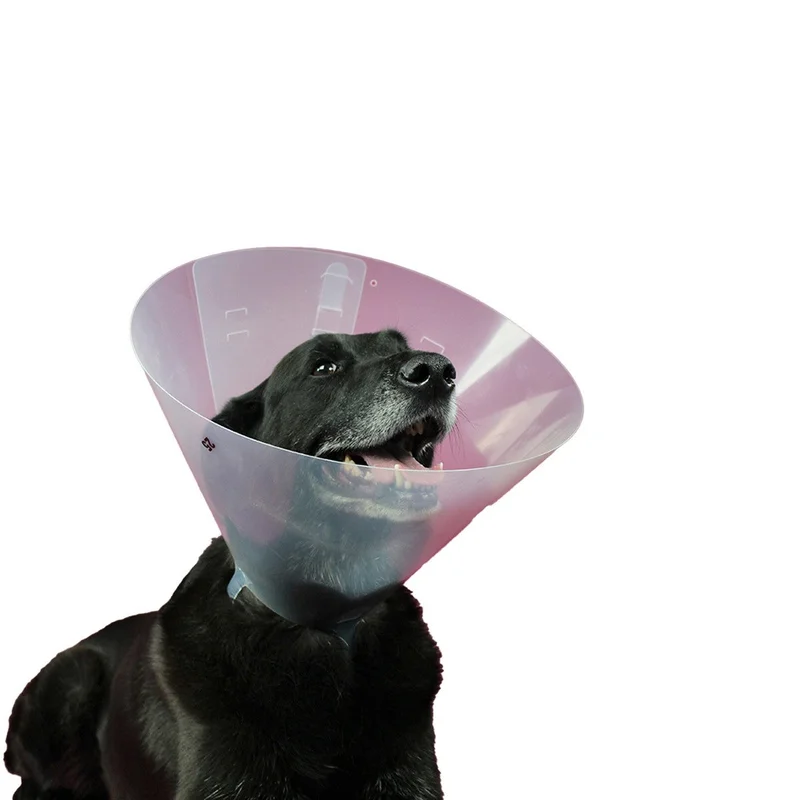 mascotasymax461820