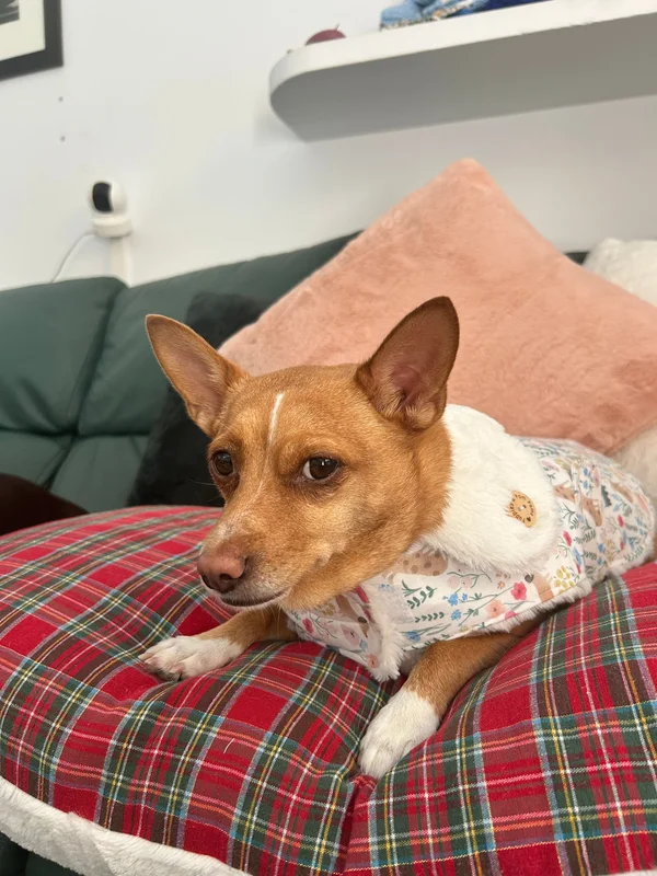 mascotasymax517711