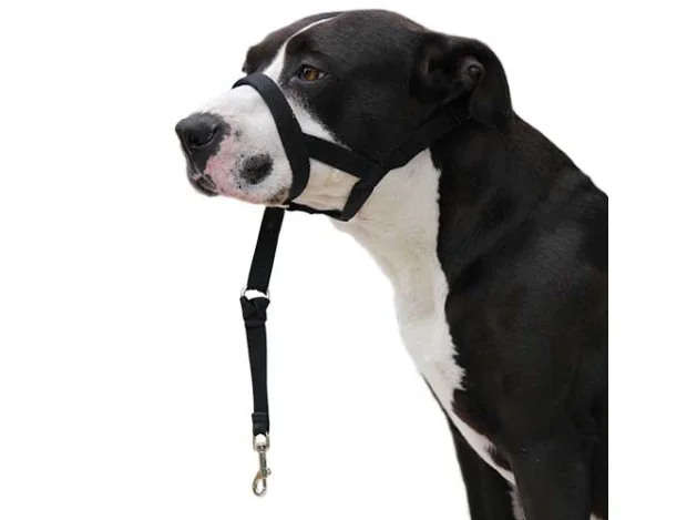mismascotas-477804