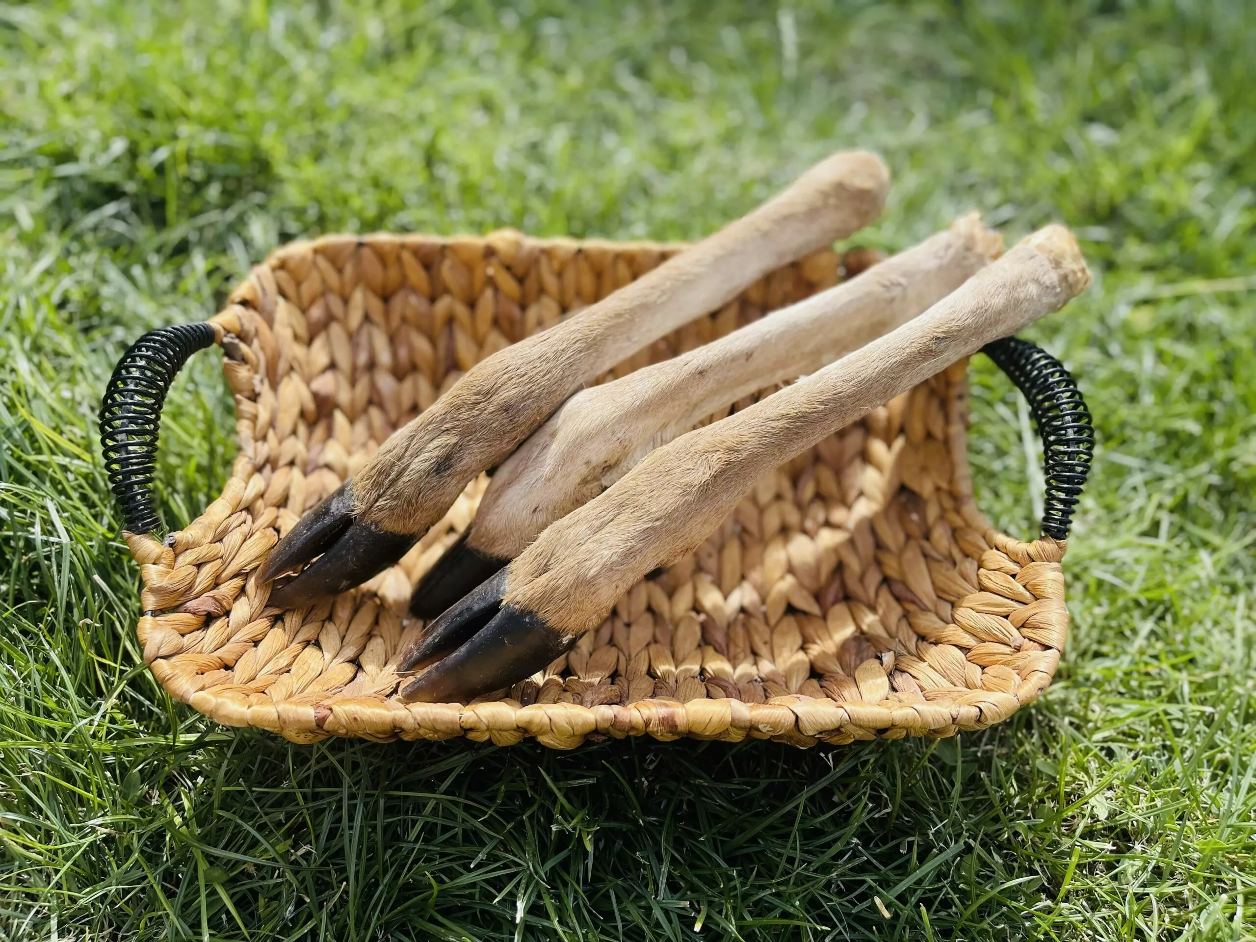 naturpetmascotas-479020