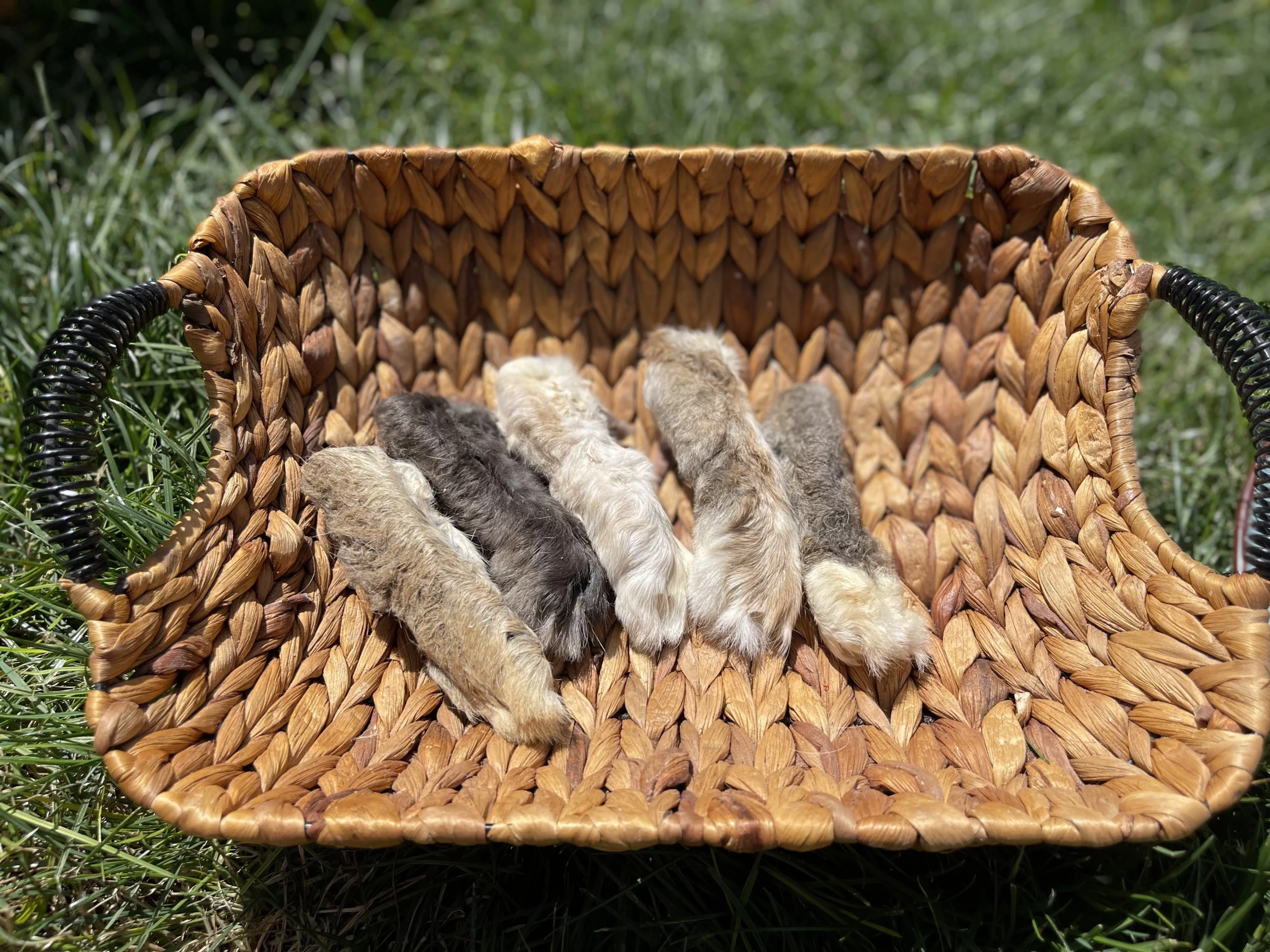 naturpetmascotas-479285