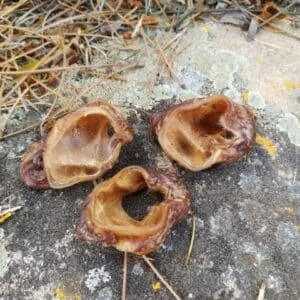 naturpetmascotas-483046