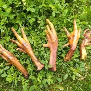 naturpetmascotas-483432