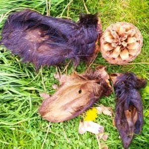 naturpetmascotas-483460